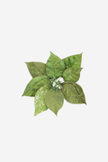 Green Poinsettia On Clip