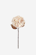 Hydrangea - Antique Cream
