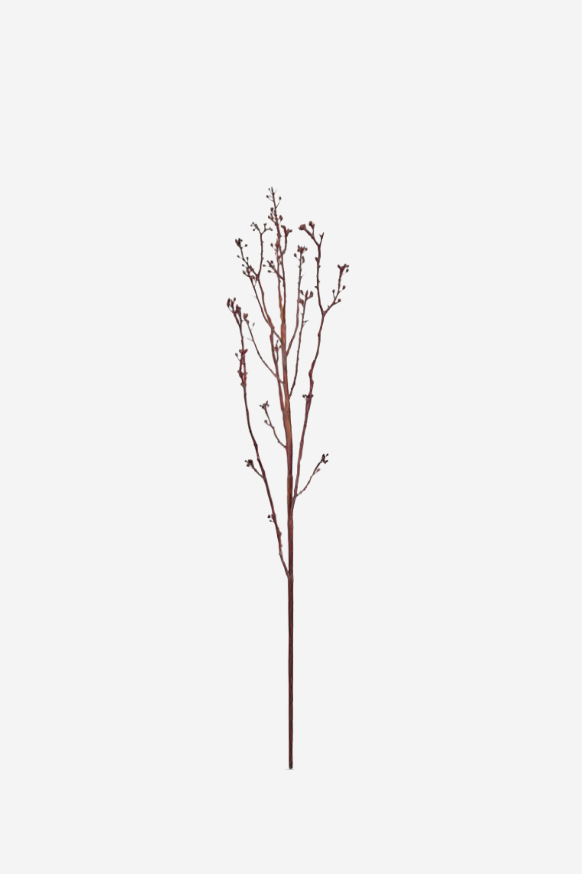 Budding Twig