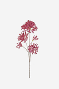 Smoke Bush Spray - Burgundy