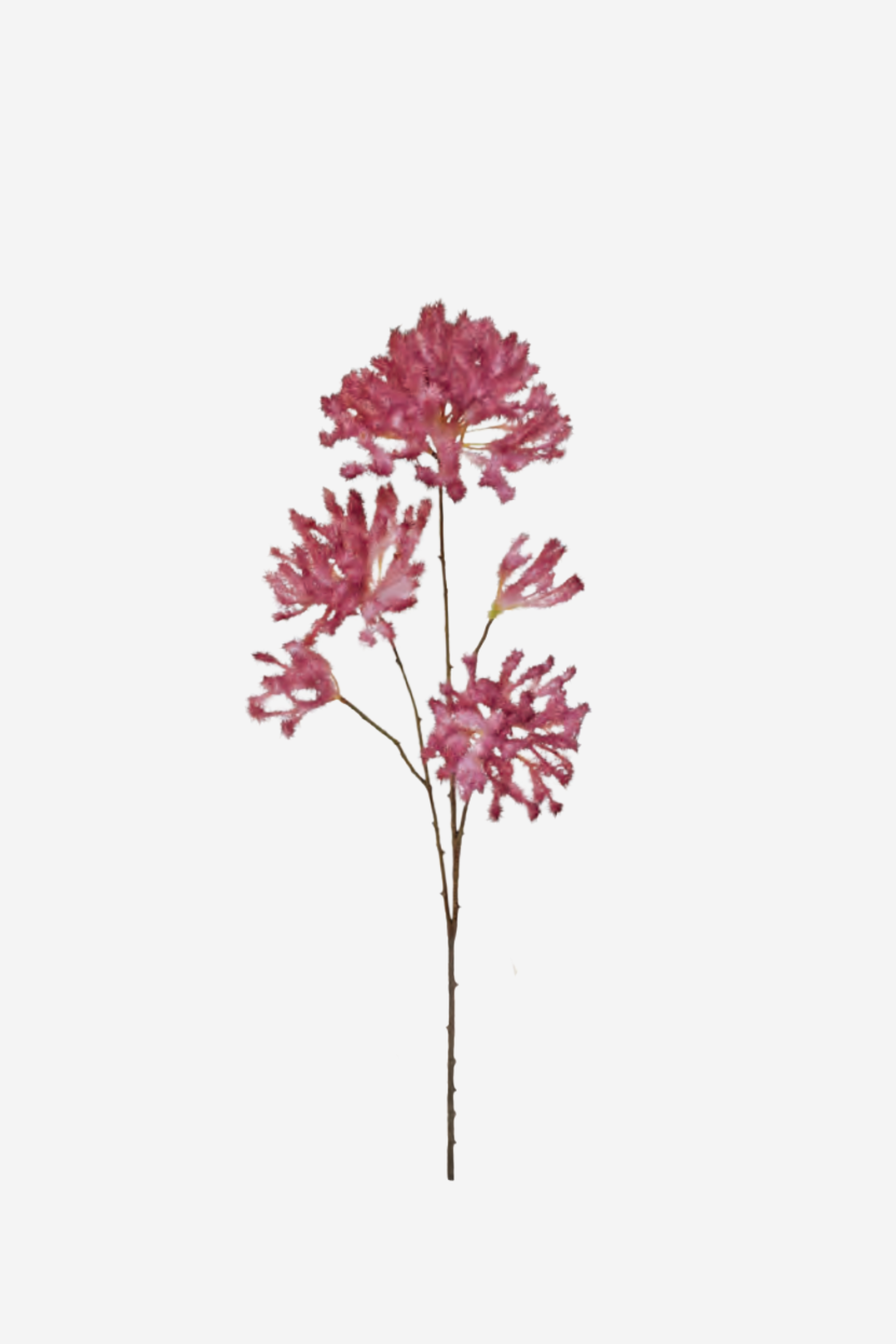 Smoke Bush Spray - Burgundy