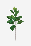 Hydrangea Foliage Spray