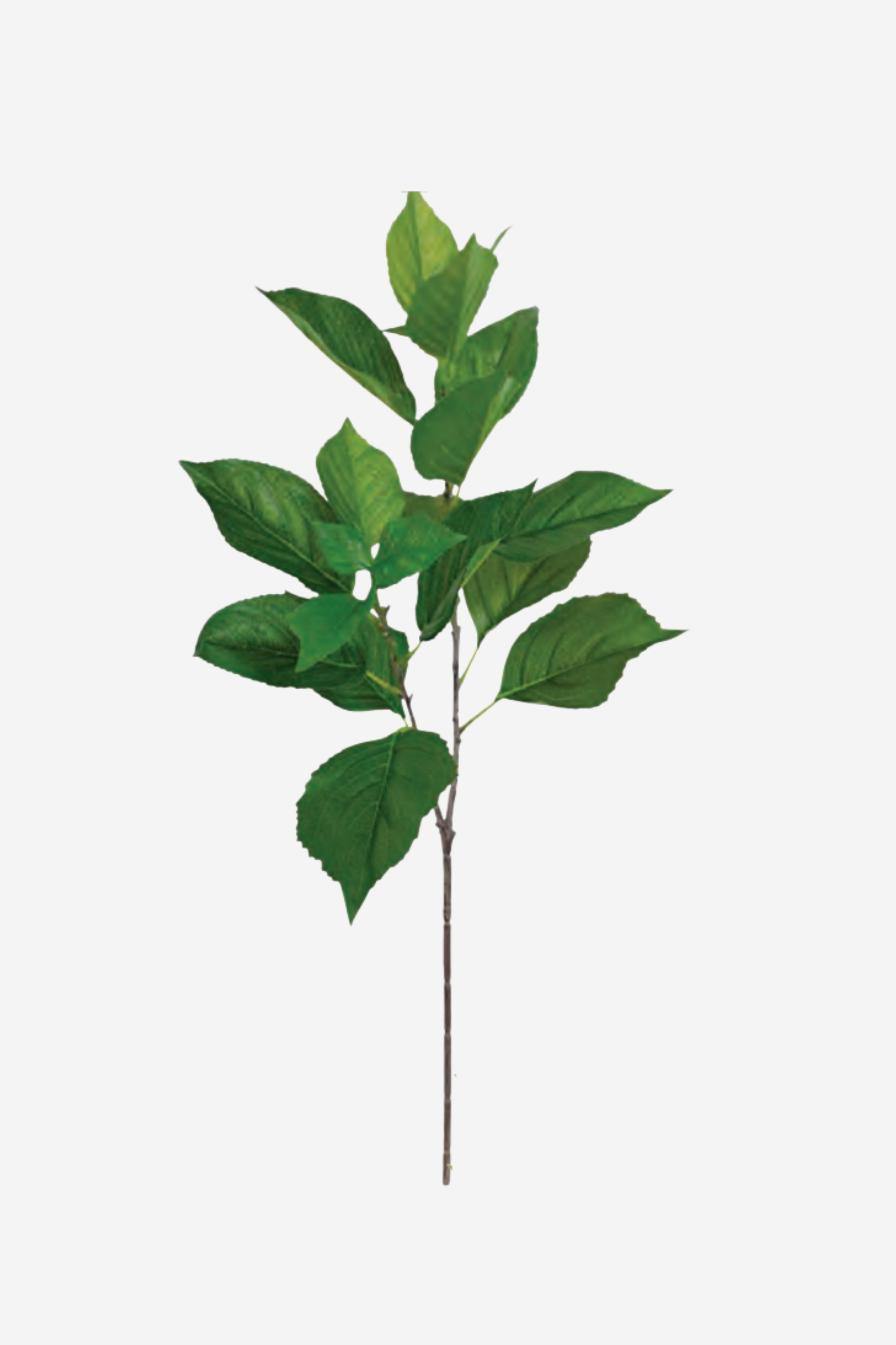 Hydrangea Foliage Spray