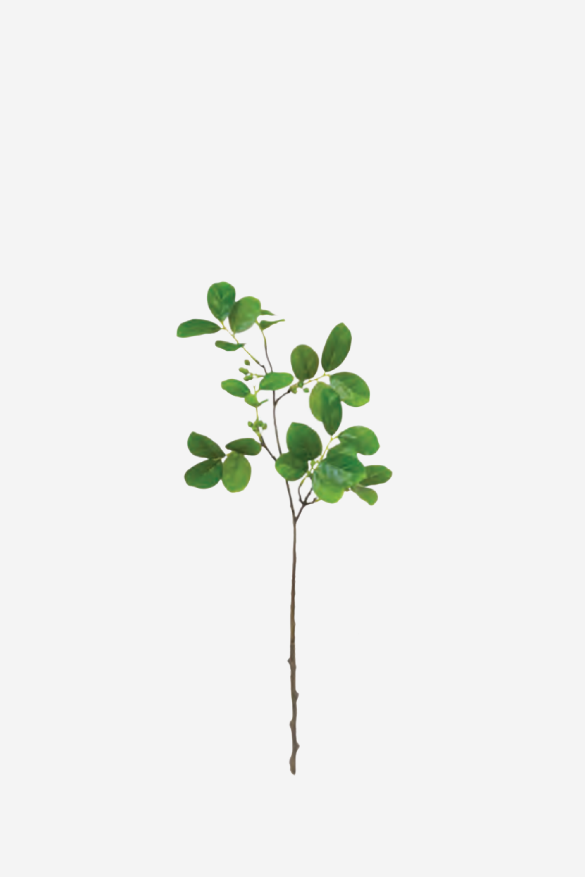 Myrtle Foliage