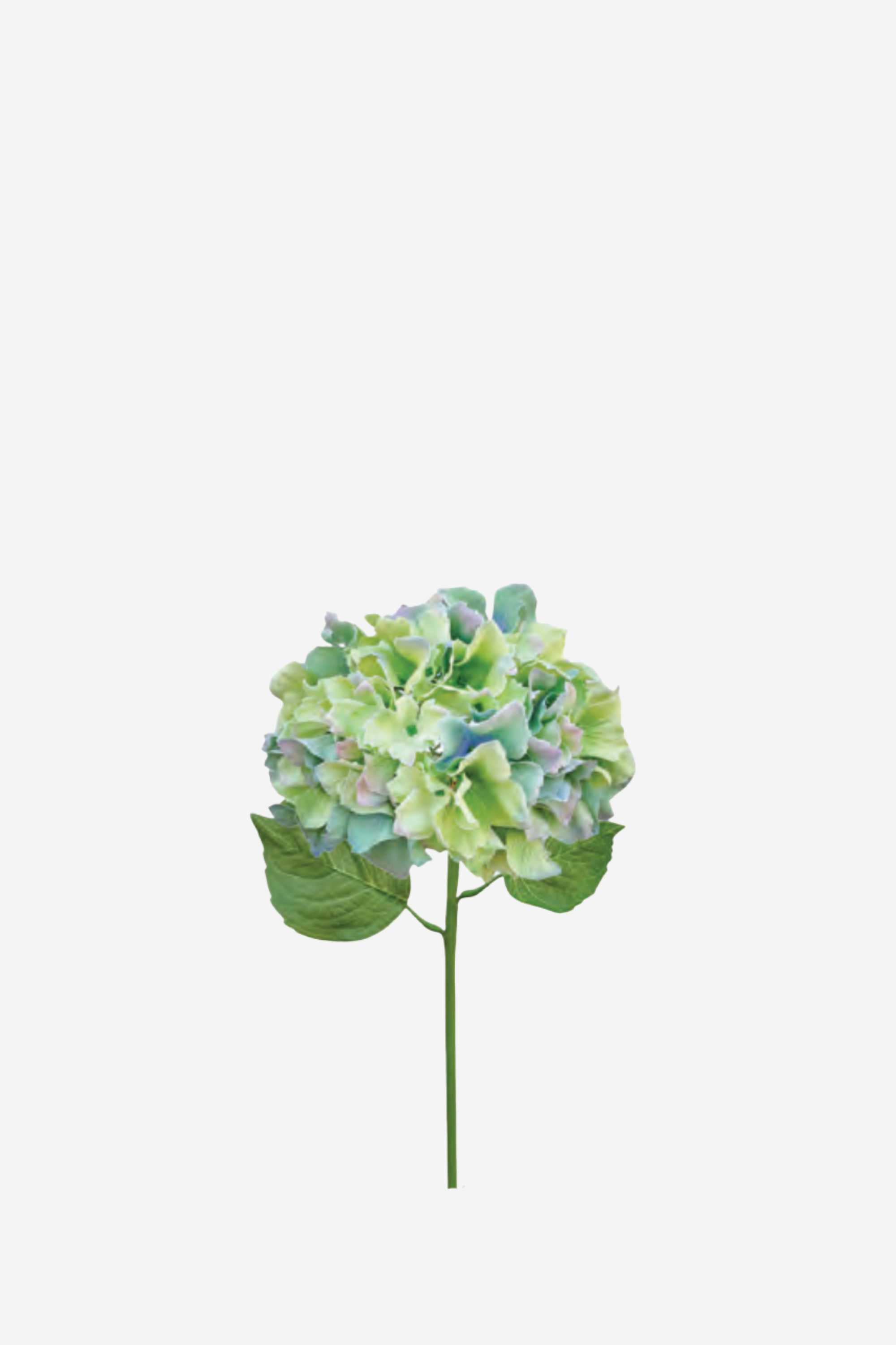 Italian Hydrangea - Pale Blue Green