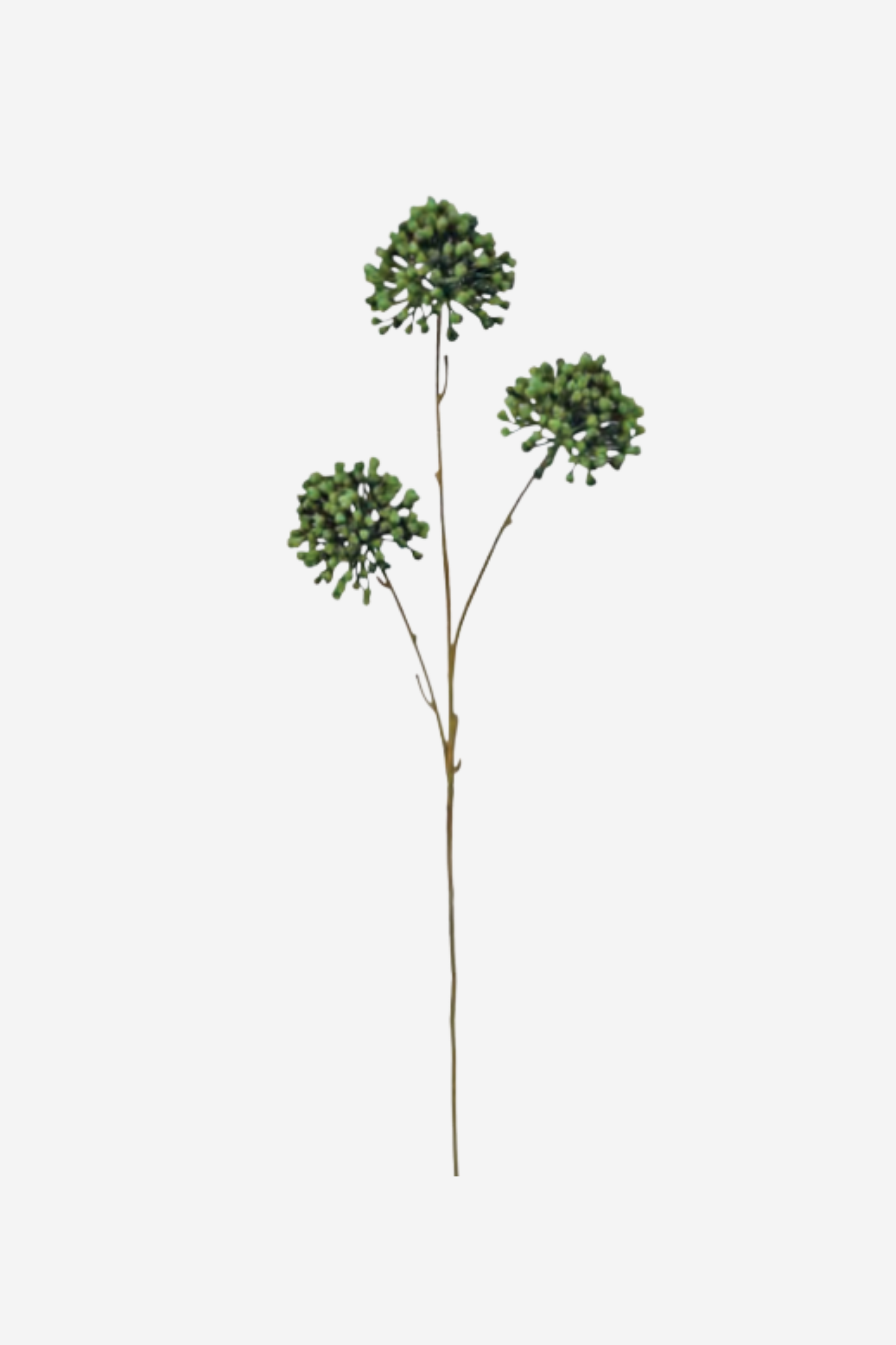 Dried Allium