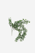 Bauhinia Hanging Bush