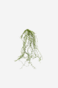 Tillandsia Hanging  Foliage
