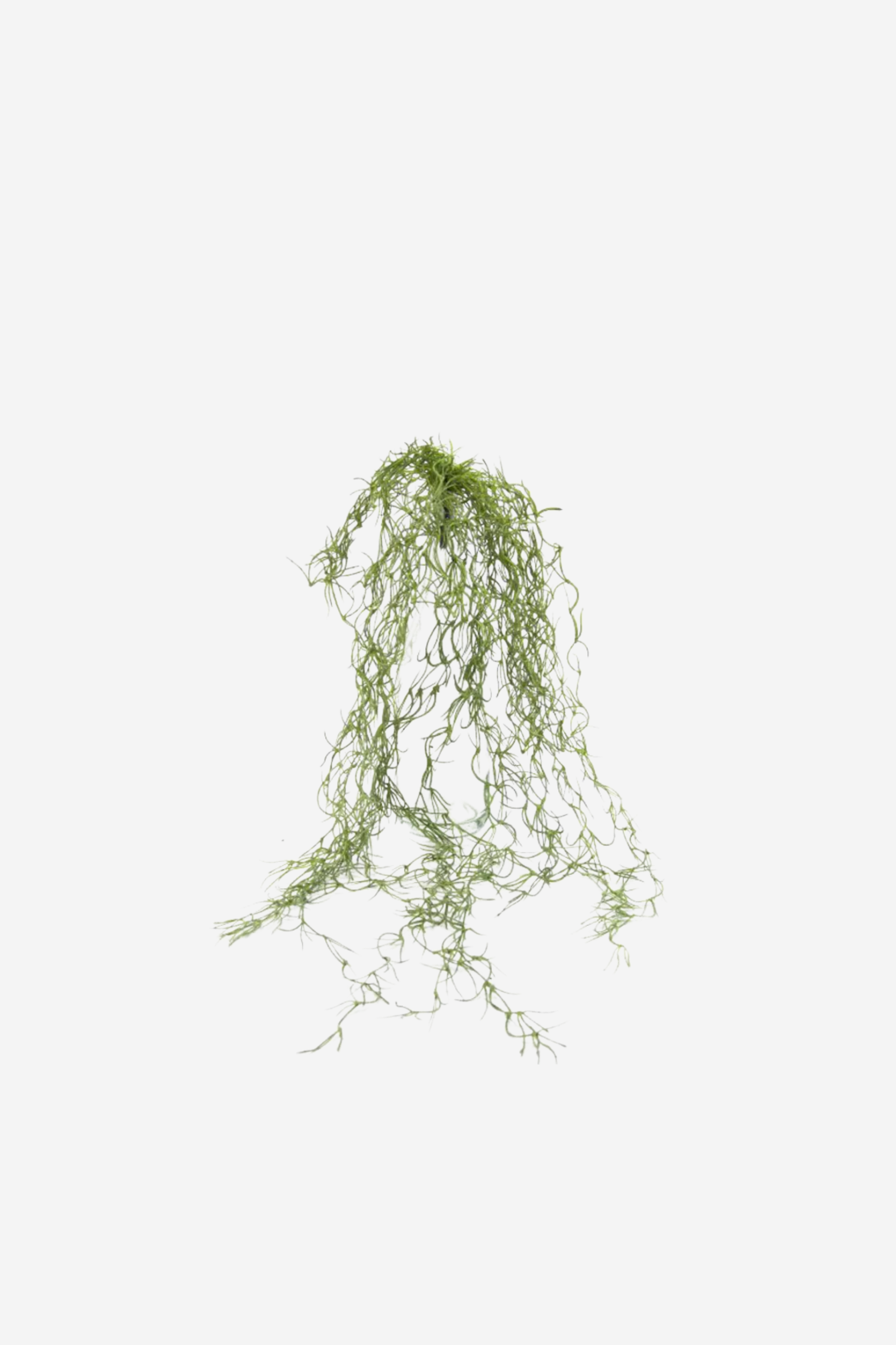 Tillandsia Hanging  Foliage