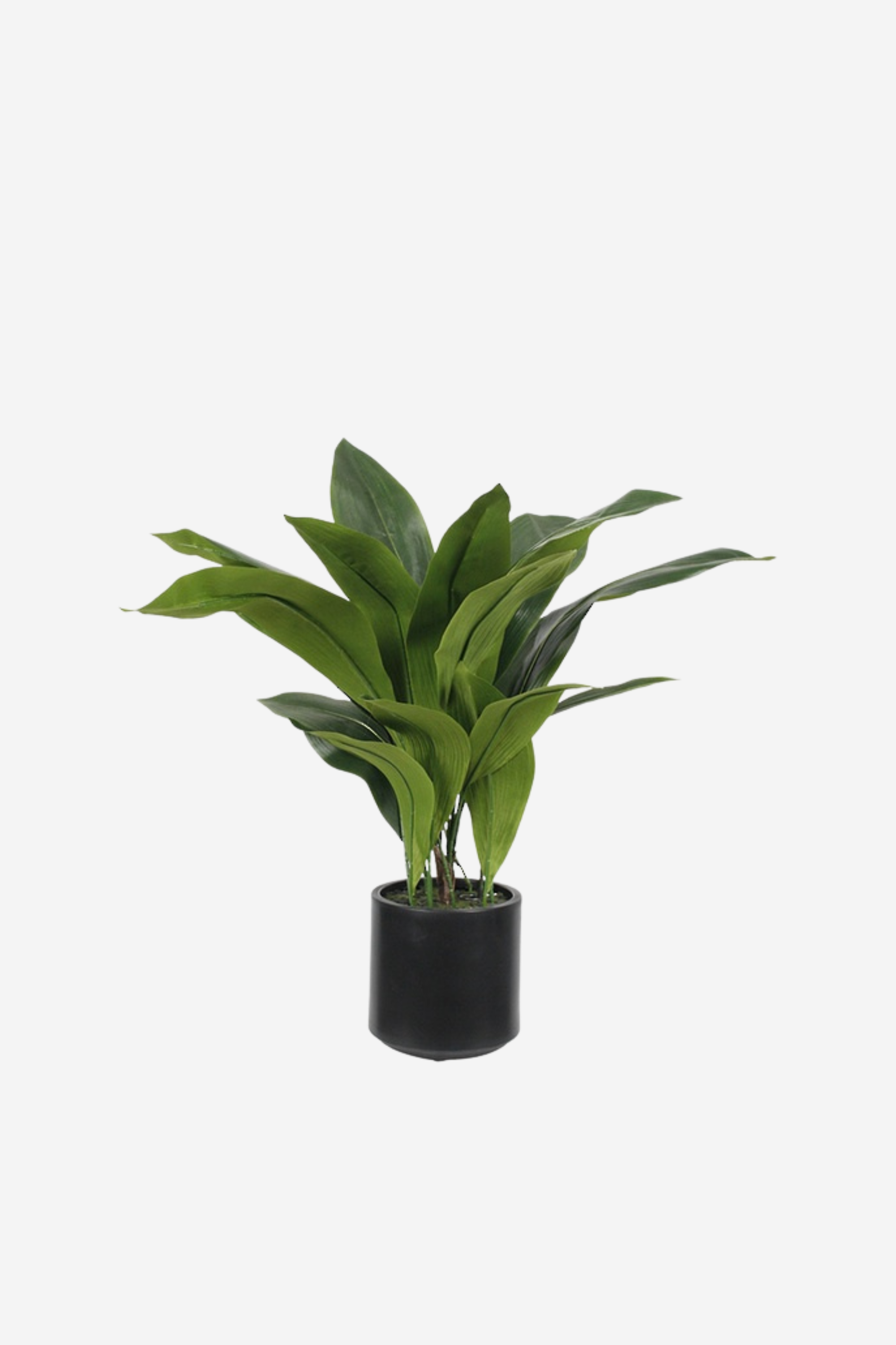 Aspidistra Potted Plant
