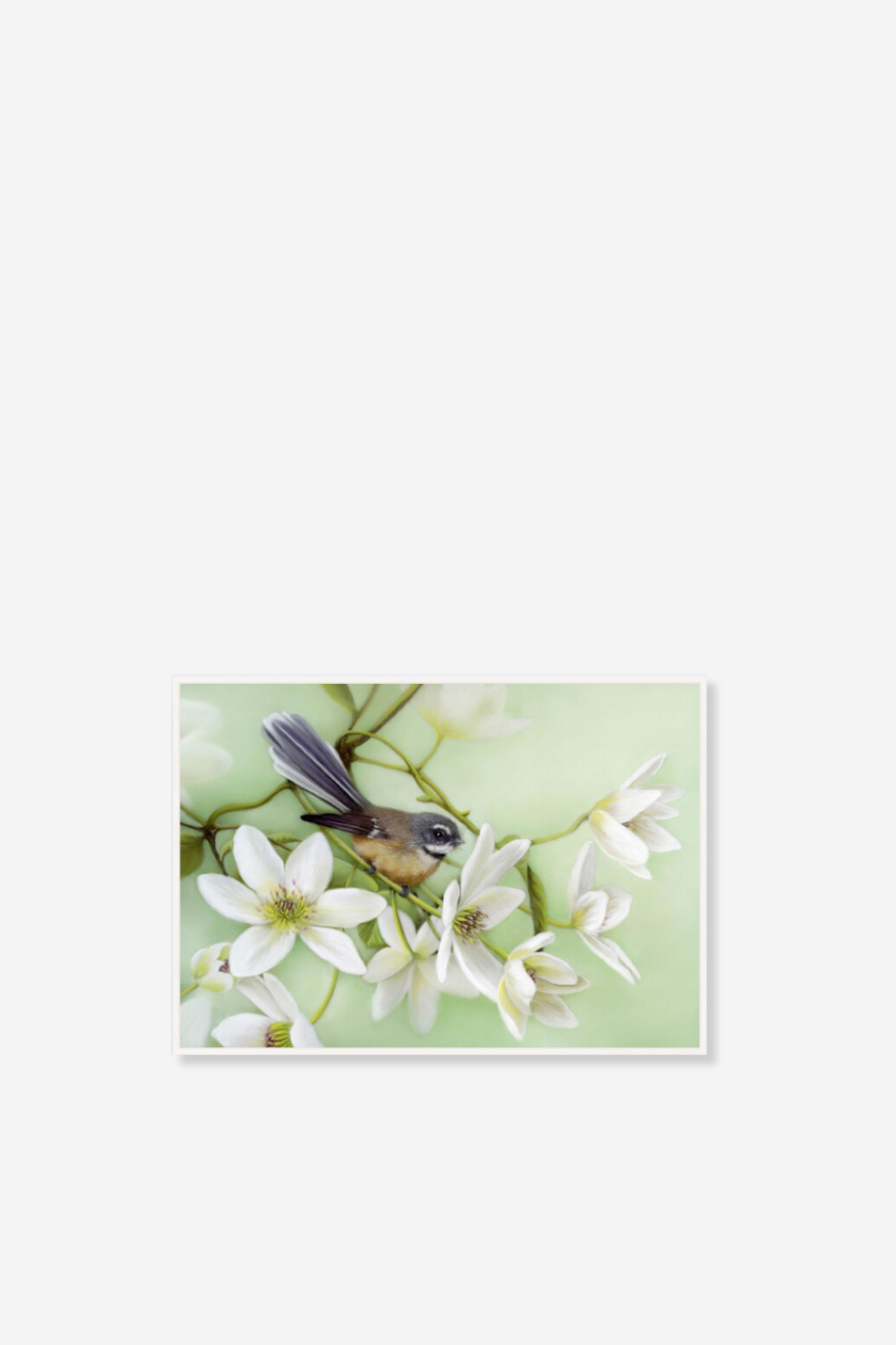 Piwakawaka and Clematis - Art Print Box Frame