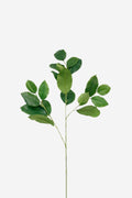 Mulberry Leaves Spray