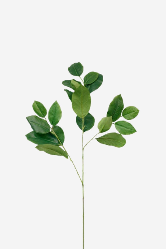 Mulberry Leaves Spray
