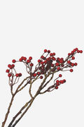 Holly Berry Spray