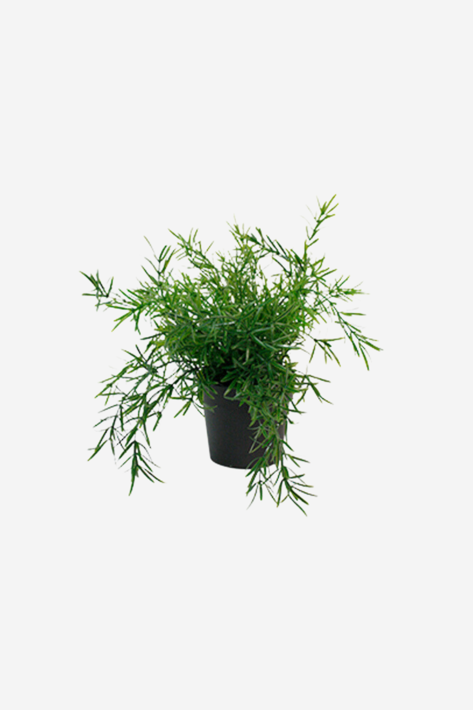 Asparagus Fern Bush Potted