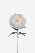 Queen Peony Large - Seashell