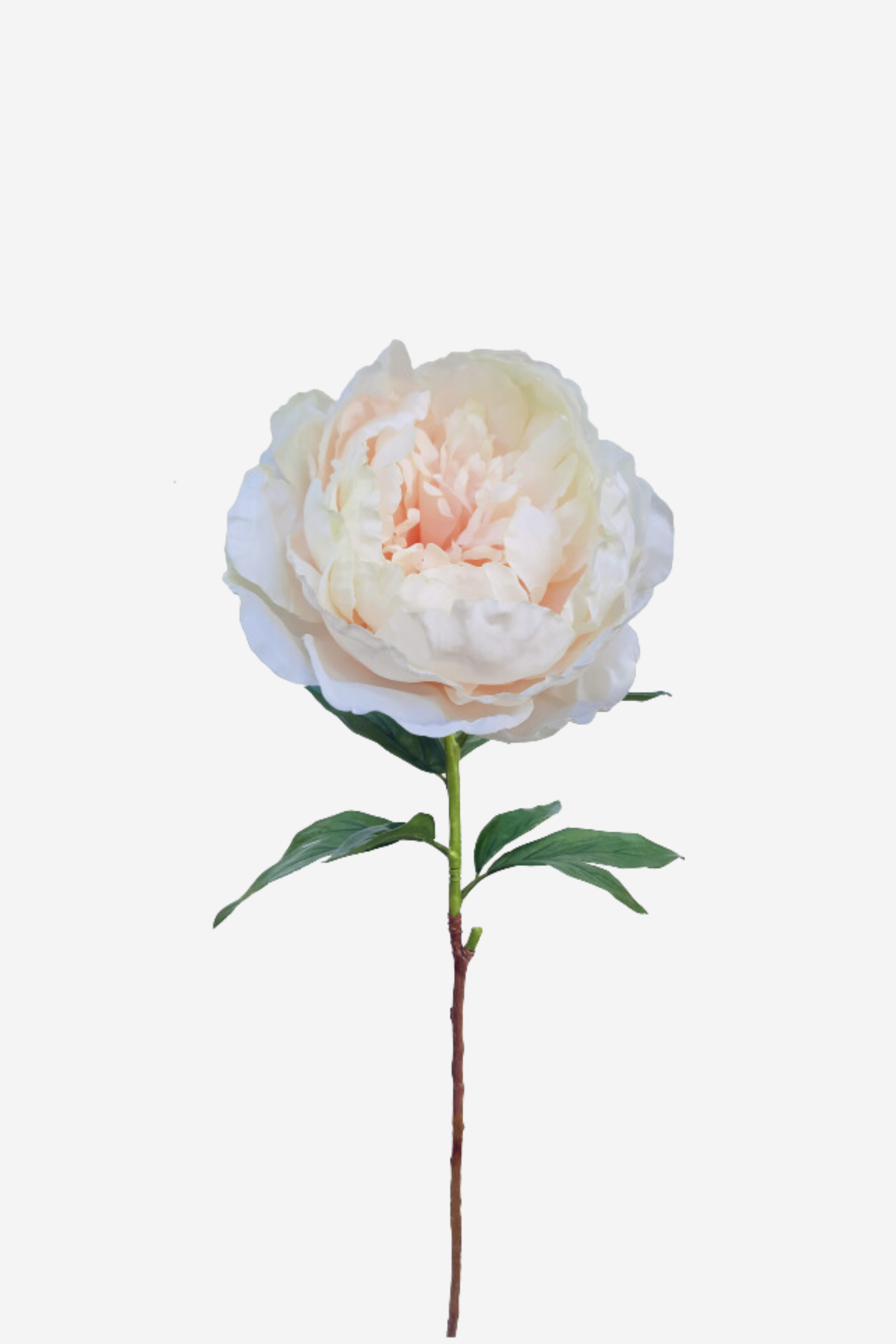 Queen Peony Large - Seashell