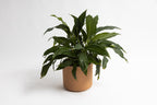 The Fot Pot - Square Base