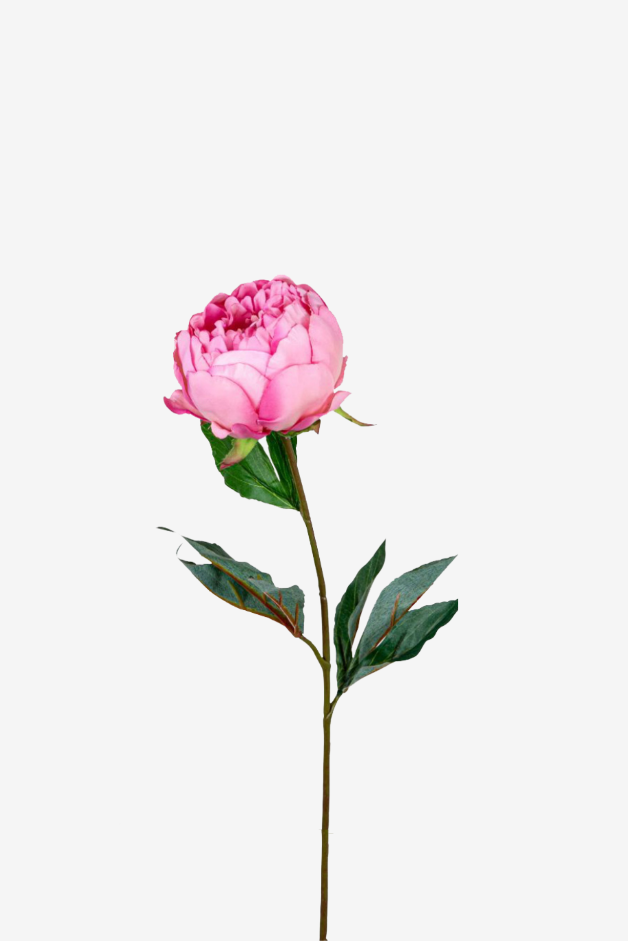 Half Open Peony - Pink