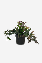 Potted Wandering Dew Bush - Green/Purple