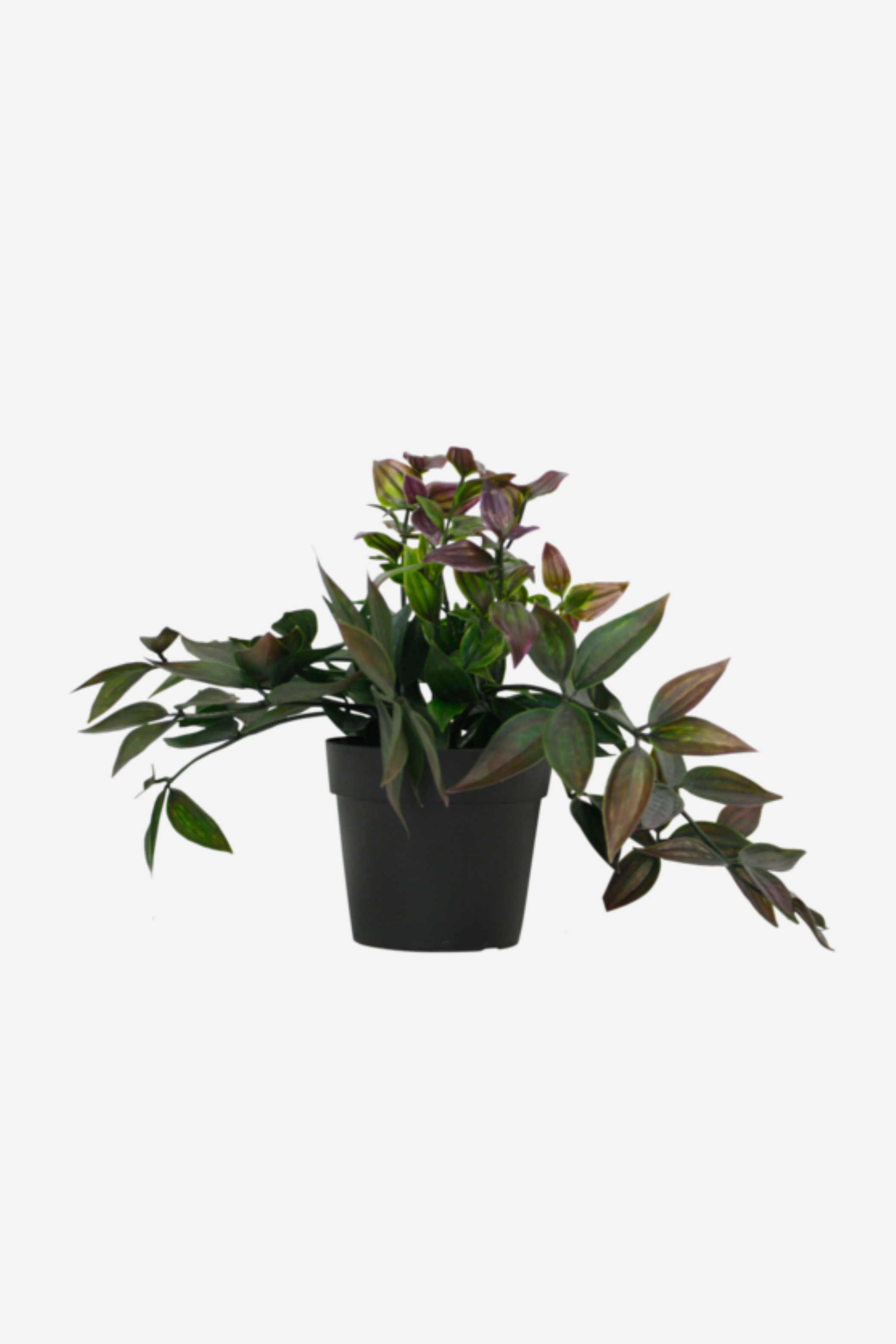 Potted Wandering Dew Bush - Green/Purple