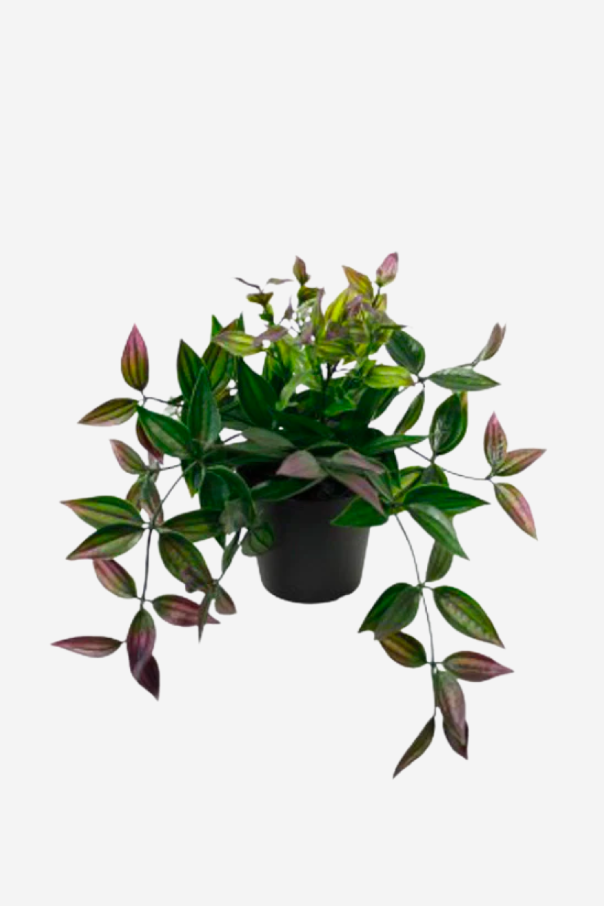 Potted Wandering Dew Bush - Green/Purple