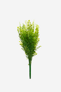 Tall Maidenhair Bush