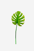 Fresh Monstera Leaf Medium