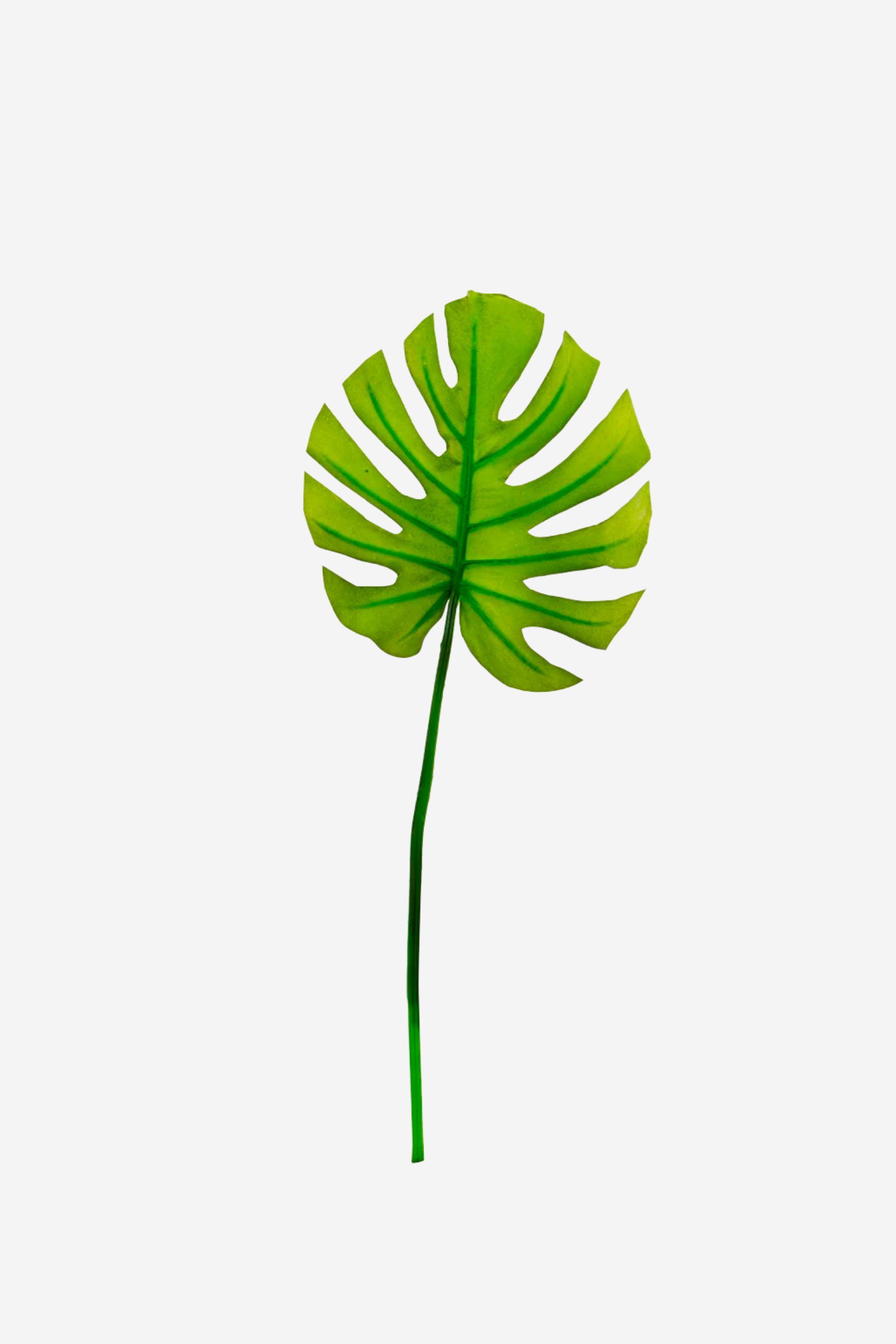 Fresh Monstera Leaf Medium