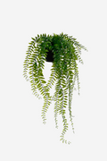 Potted Sword Fern