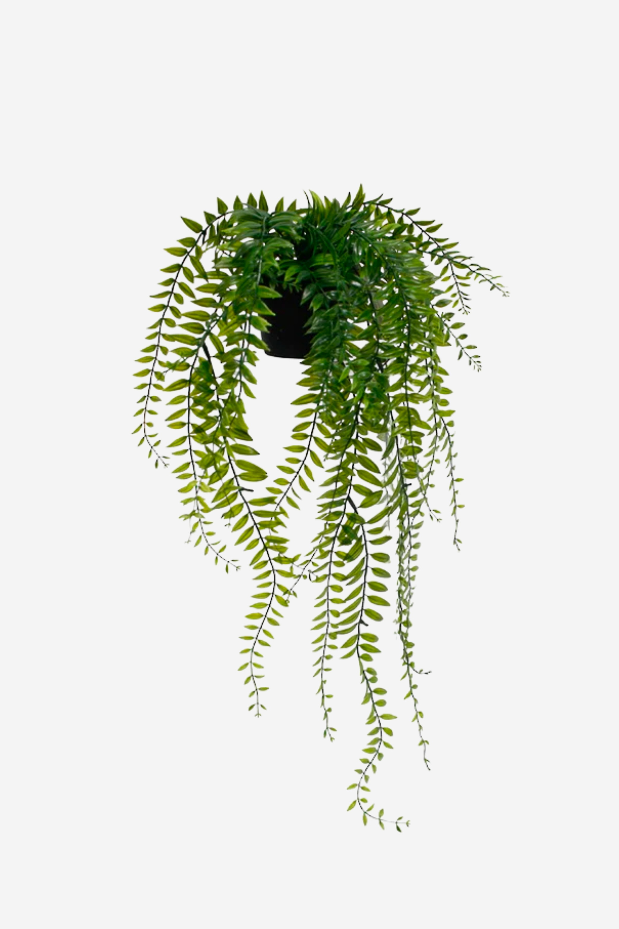 Potted Sword Fern
