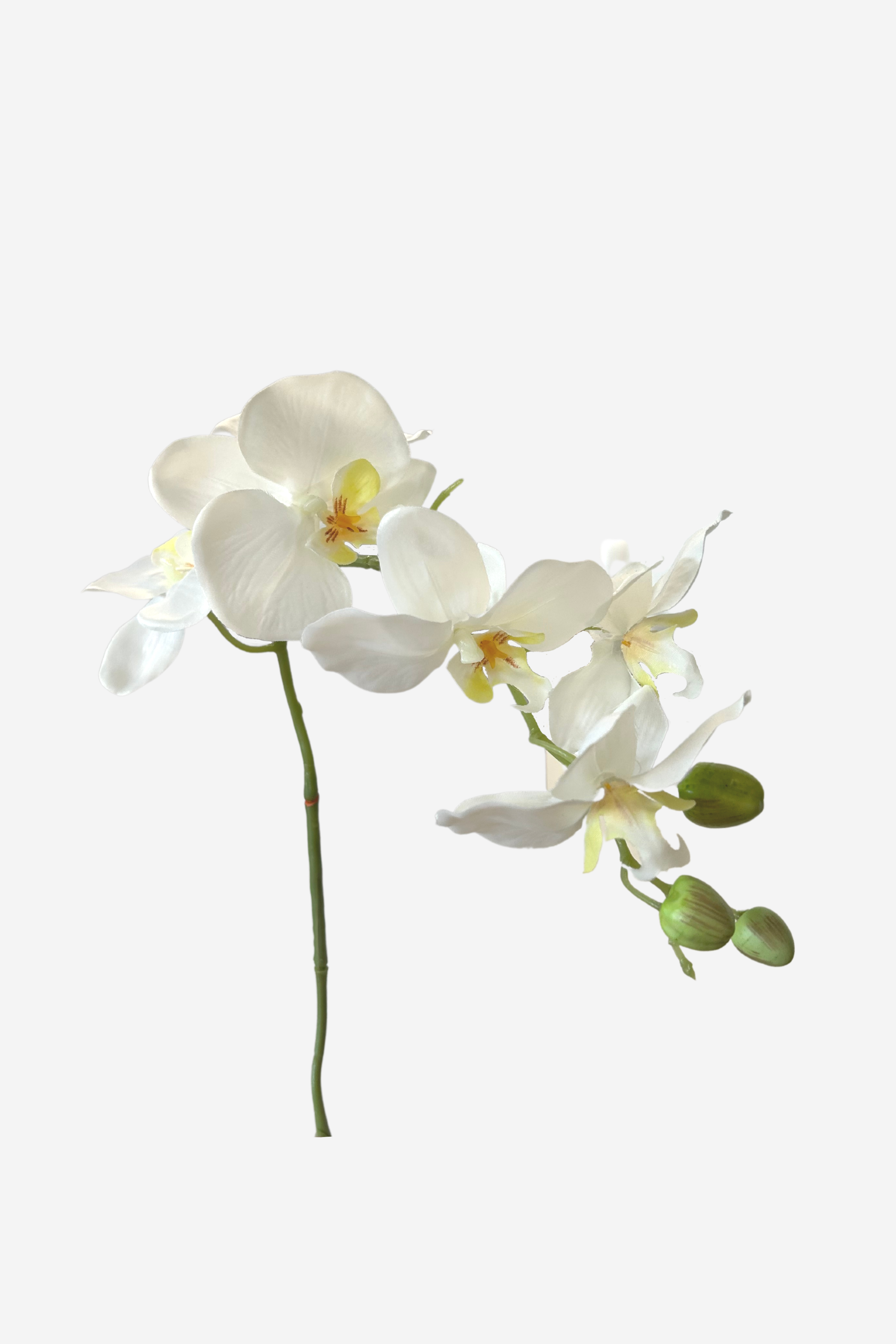 Orchid Spray