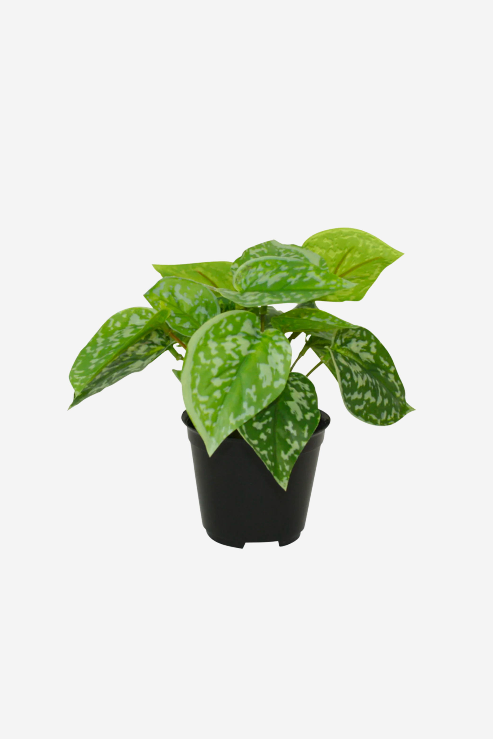 Potted Scindapsus