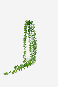 String of Beads Succulent Green 73cm