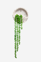 String of Beads Succulent Green 73cm