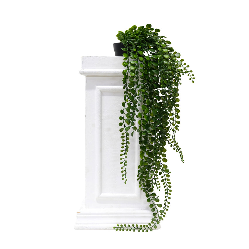 Potted Pea Leaf Hanging Bush