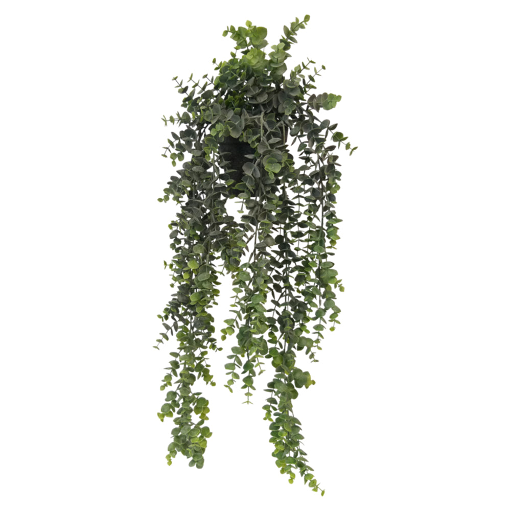 Potted Hanging Eucalyptus